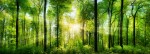 Light through trees