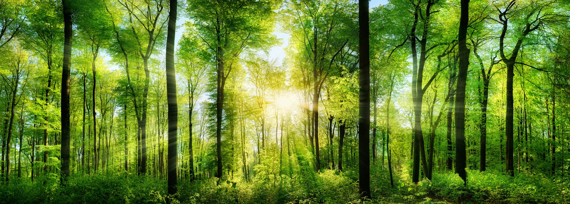 Light through trees